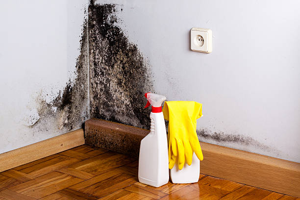 Best Home Mold Removal  in Sutherland, NE